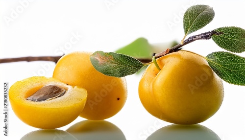 fresh yellow hog plum fruits on branch