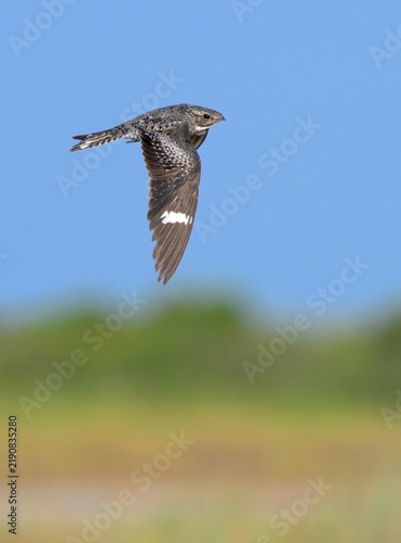 Common Nighthawk (Chordeiles minor) flying over coastal wetland, Galveston, texas, USA.