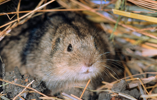 Obraz na plátně steppe lemming (Lagurus lagurus) looking from its den, Omsk province, Western Siberia, Russia