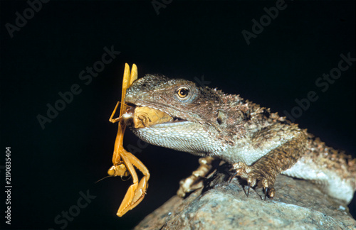 Turkestan rock agama (Paralaudakia lehmanni) eating a mantis, Karakala (Magtymguly) Nature Reserve, Balkan welayat, Turkmenistan