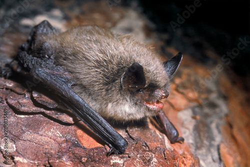Fotografie Brandt's myotis bat (Myotis brandtii), Novosibirsk Region, Western Siberia, Russia