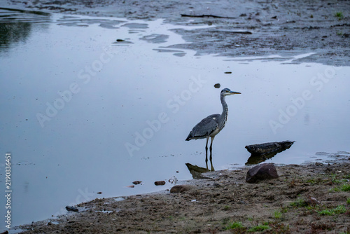 Obraz na płótnie Grey heron and goose forage along a quiet lakeshore