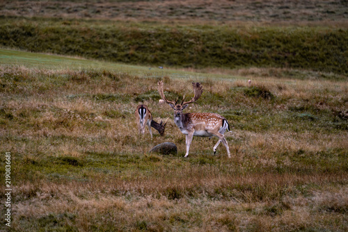 Konstfotografi Two fallow deer stand together in a broad heathland landscape