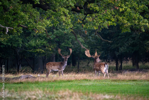 Quadro su tela Two antlered fallow bucks stand alert near the forest