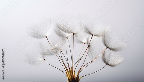 minimalist floating dandelion seed intricate fibers visible against a clean white background