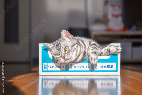 Obraz na płótnie 爪研ぎボックスに入ってリラックスする猫