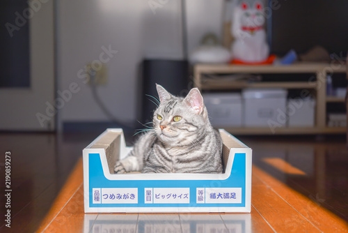Plakat 爪研ぎボックスに入ってリラックスする猫