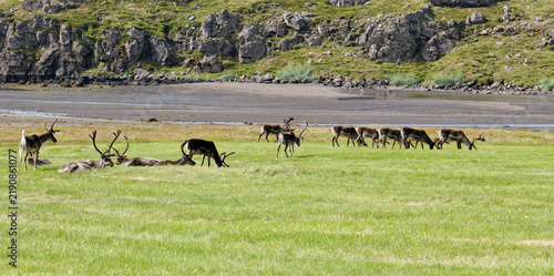 Reindeer in the Eastfjords