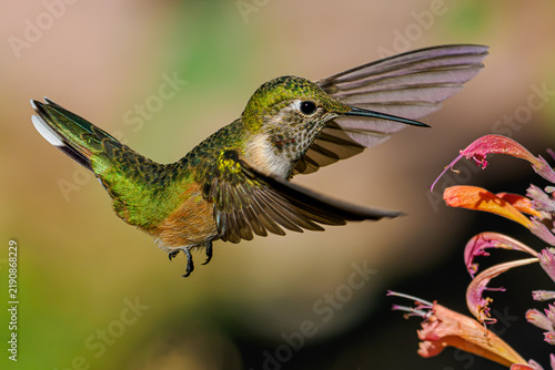 Canvastavla Broad-tailed hummingbird hovering and feeding on hyssop flowers in Colorado