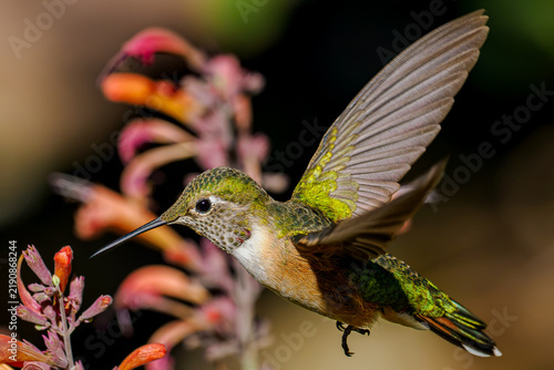 Fotografie Broad-tailed hummingbird hovering and feeding on hyssop flowers in Colorado