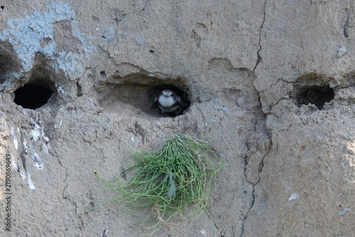 Bank Swallow on a river bank, England, UK