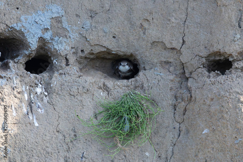 Sand Martin on a river bank, England, UK