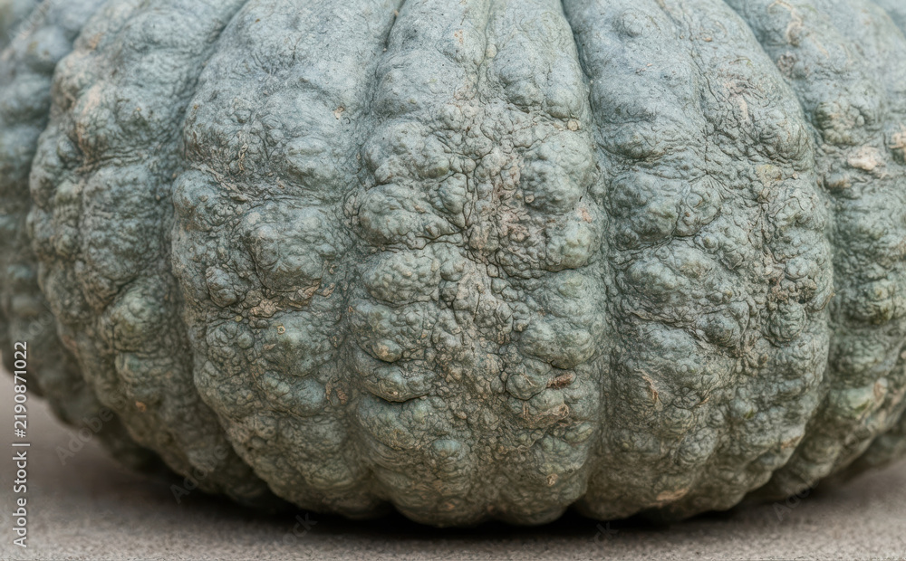 Fototapeta premium Close up of a bumpy blue Queensland Blue pumpkin squash texture background for autumn and harvest design concepts