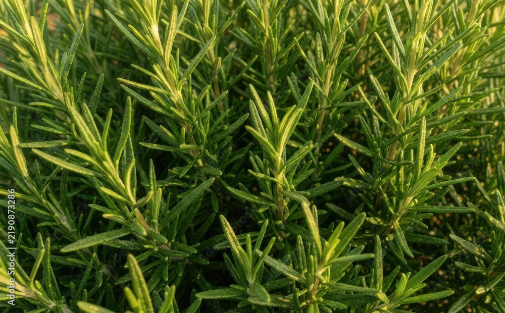 Fototapeta premium Fresh green rosemary herb plant growing outdoors in a sunny garden, aromatic culinary spice and seasoning for cooking and healthy organic food recipes