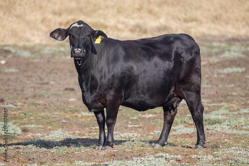 Quadro su tela A black Brangus cow, a cross between an Aberdeen Angus and a Brahman to combine superior beef production with hardiness in the Australian environment, stands in a paddock in Queensland, Australia