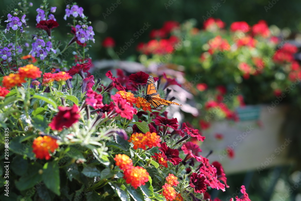 Naklejka premium monarch butterfly on flowers in the garden