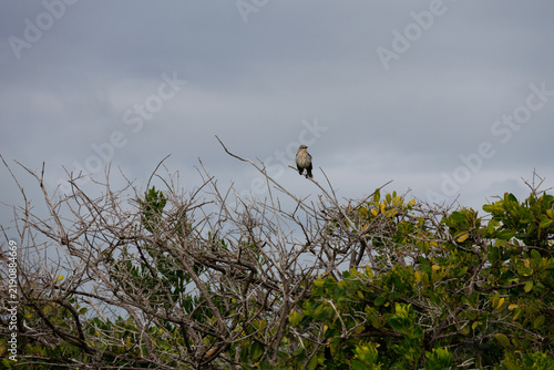 The photograph captures a tropical mockingbird (Mimus gilvus) perched on a slender branch of a dry shrub.