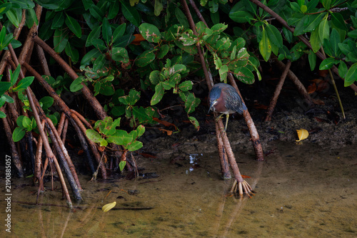 A green heron hunts while perched on a branch by the water.