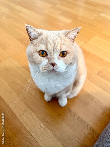 Cute British Shorthair cat on wooden floor