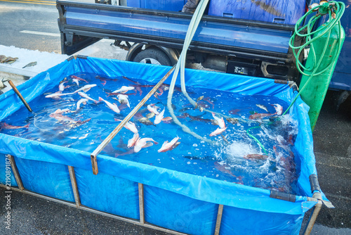 Canvastavla Live sea robins swim in a makeshift blue street market aquarium for fresh sashim