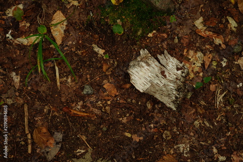 A forest floor with decaying birch bark fallen leaves and green foliage. The ground is covered in brown soil and detritus
