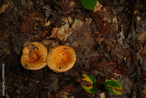 Two orange mushrooms with black spots on a forest floor covered with dry leaves and pine needles