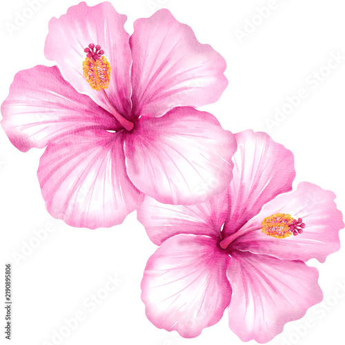 Watercolor Illustration of Pink Hibiscus 