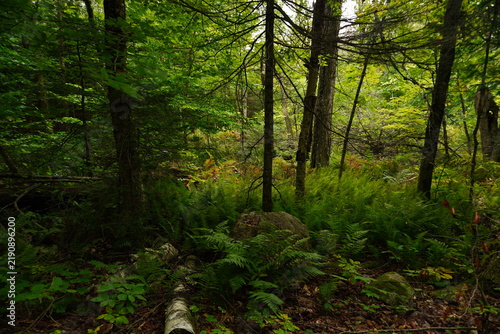 Dense forest undergrowth with vibrant green ferns mossy rocks and various tree trunks illuminated by soft dappled light creating a peaceful natural atmosphere