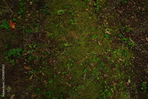 Overhead view of damp forest floor with moss green plants and soil