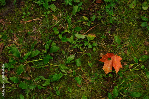Overhead view of fallen orange maple leaf on mossy ground with green plants and grass