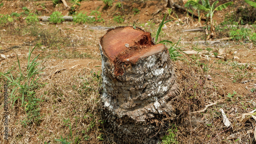 Bild auf Leinwand Cut palm or coconut tree stump standing on dry earthen ground in an outdoor field under natural sunlight