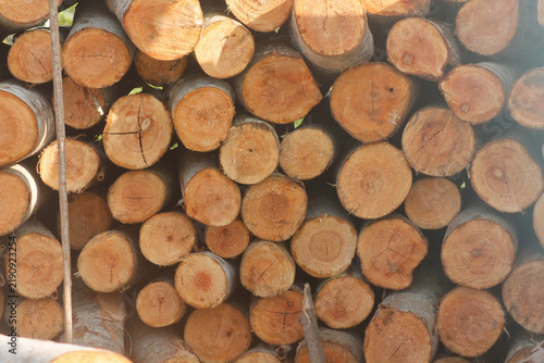 Foto Stacked firewood logs neatly piled up outdoors for winter heating