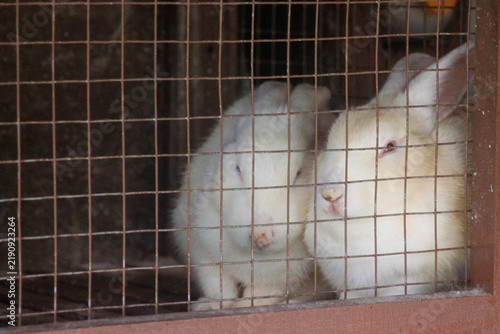 Cute white rabbits inside a wire mesh cage on a farm