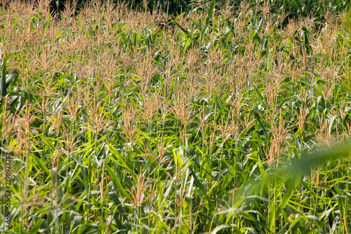 Fresh green corn cob growing on stalk in agricultural maize field, close up	