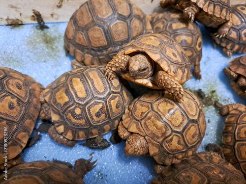 Group of cute baby leopard tortoises crawling together	
