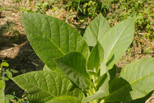 Green tobacco plants growing in agricultural plantation field	