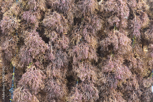 Close-up of fresh red seaweed marine algae (Eucheuma cottonii) harvested from aquaculture farm, natural background