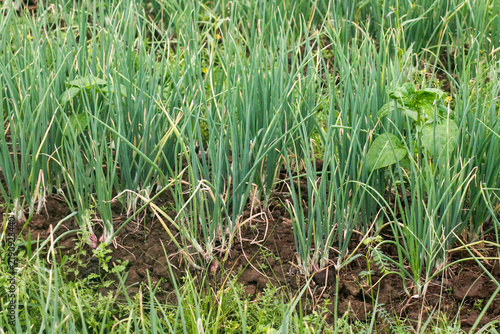 Green onion or scallion plants growing in agricultural field soil	