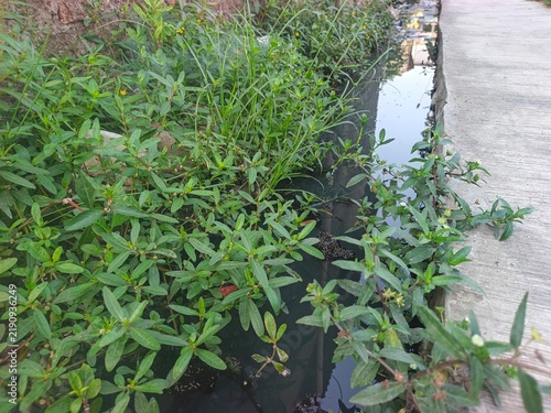 Принти на полотні Overgrown green weeds and aquatic plants growing in a dirty stagnant drainage ditch beside a concrete sidewalk in an urban residential area