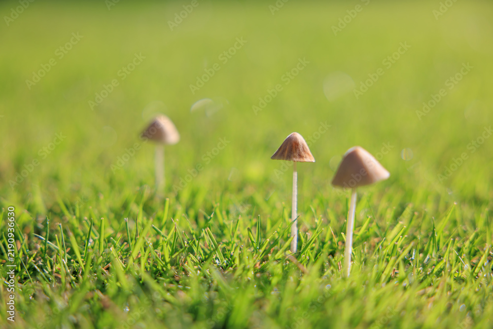 Obraz premium Small Mushrooms Growing in Green Grass