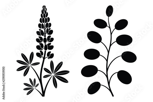 Lupine wildflower and leafy branch botanical illustrations with botanical