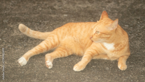 Domestic orange tabby cat resting on the ground with alert expression.A high-quality full-body shot of a beautiful domestic ginger tabby cat resting comfortably on an outdoor concrete ground. 