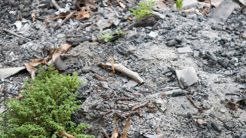 Foto Fresh green sprouts growing in grey ash and charcoal remnants