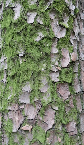 Tree Bark Covered with Green Moss in Detailed Natural Texture