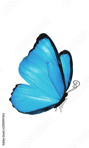 Beautiful blue butterfly isolated illustration graphic design 