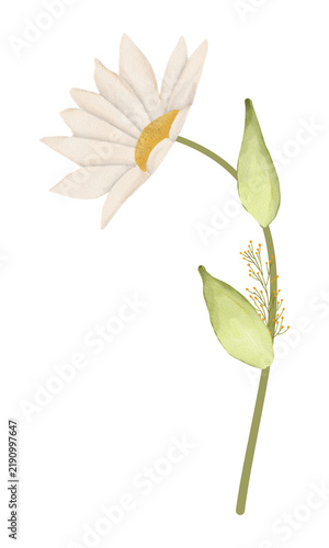 yellow flower on white background 