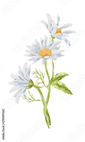 daisy flowers isolated on white background