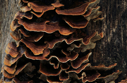 Turkey Tail mushroom, scientifically known as Trametes versicolor