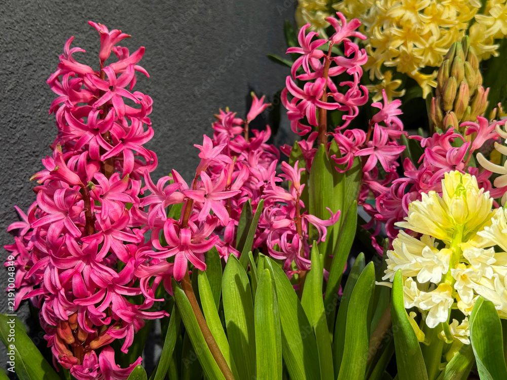 Fototapeta premium Hyacinth spring scented pink and yellow flowers
