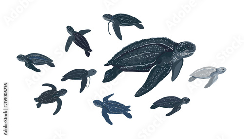 Bild auf Leinwand Leatherback sea turtle and hatchlings set, swimming marine reptile wildlife illustrations, isolated ocean animal collection on white